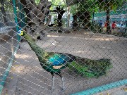 695  peacock.JPG